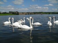 swan lake.jpg
