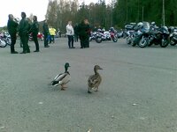 2204 Stokkender på Tyrigrava 2009.jpg