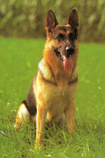 Alsatian.jpg