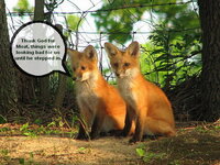 fox.jpg