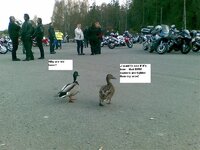 dux.jpg