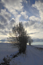 IMG_2753 copy.jpg