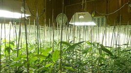 marijuana_0722.jpg