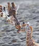 Giraffes Maeve and Baby Dublin Zoo IT 101209.jpg
