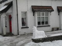 snodog.jpg