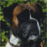 bernard