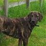 Fergusdog