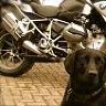 Black Dog