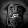 blackdog