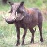 Warthog