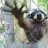 Racoon