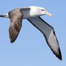 albatross