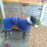 dogshome