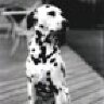 JethroDog