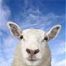 sheephead