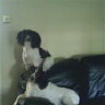 Gromit