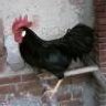Black Rooster