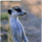 Kalahari Meerkat