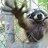 Racoon