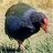 takahe