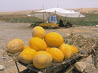 Melon sellers alongside the road north of Fes